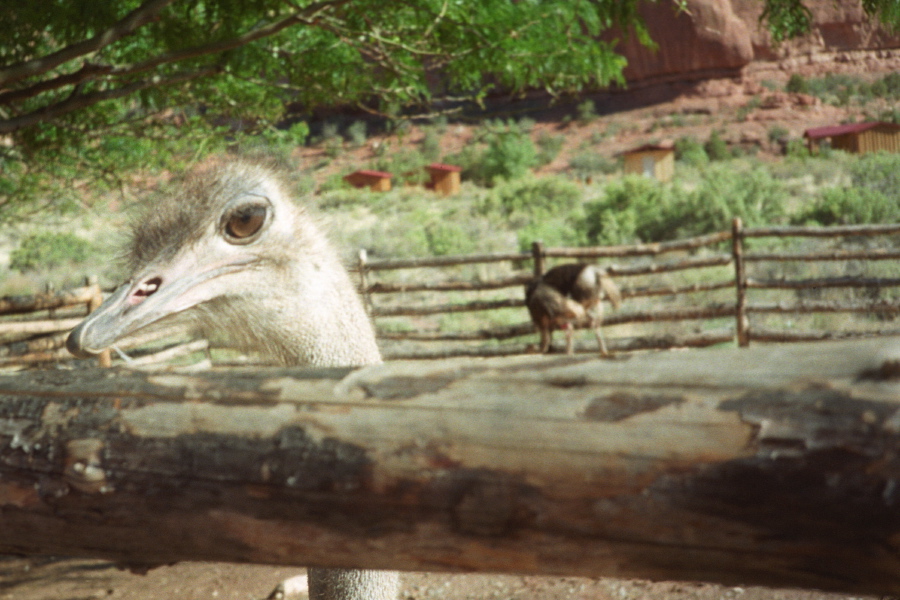 Close-up of ostrich