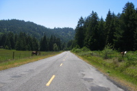 Descending Mattole Rd. to the Lost Coast. (300ft)