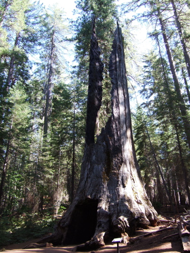 The Tunnel Tree