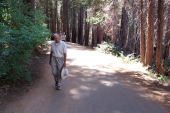 David walks up Old Big Oak Flat Rd. from the Tuolumne Grove.