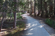 as it meanders through the lodgepole forest south of Tenaya Lake.