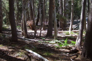 The forest understory was mostly clear of brush.