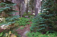 I returned through the forest much the way I had come.