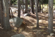 Tenaya Creek use trail cuts off from the Sunrise Trail here.