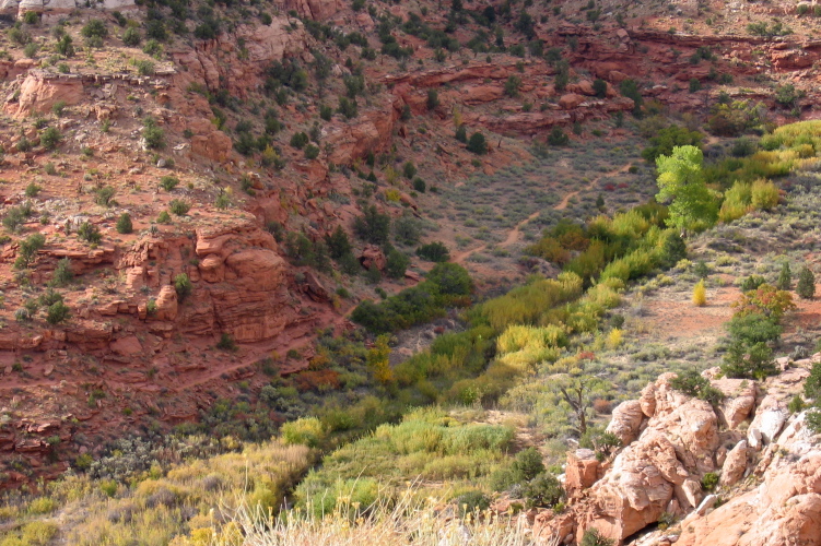 Trail to Lower Calf Creek Falls.