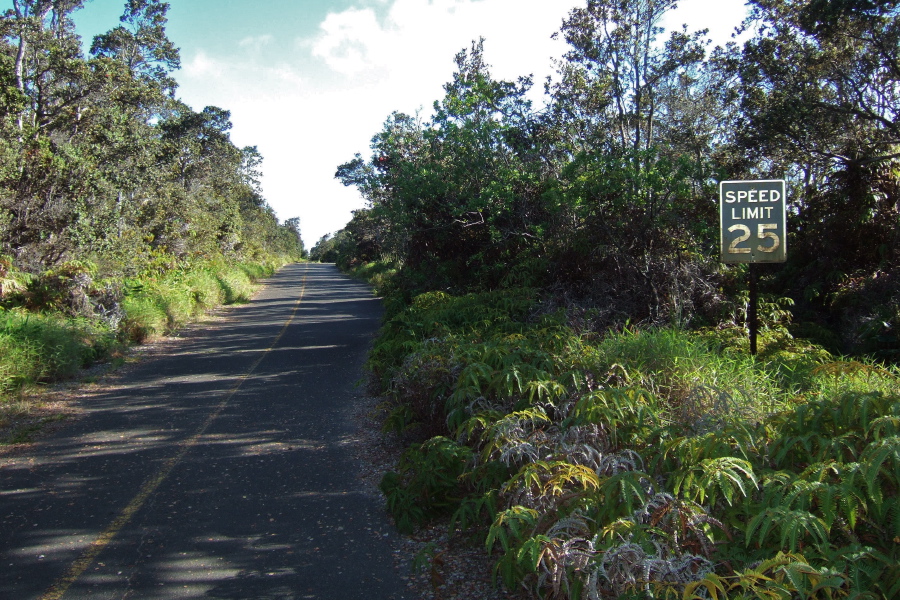 The jungle doesn't take long to reclaim open land.