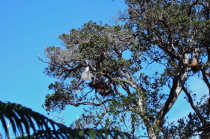 The Hawaiian Whisk Broom Tree