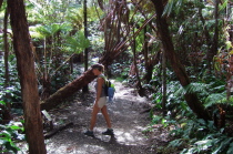 Laura stops to learn about Hapu'u pulu