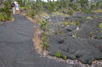 The toe of a pahoehoe lava flow stopped just short of the trail.