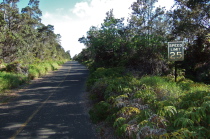 The jungle doesn't take long to reclaim open land.