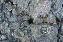 Tree cast in the lava