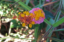 Lantana (Lantana camera) growing in an island of life amongst the lava fields