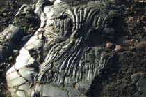 Wrinkled pahoehoe near end of the road