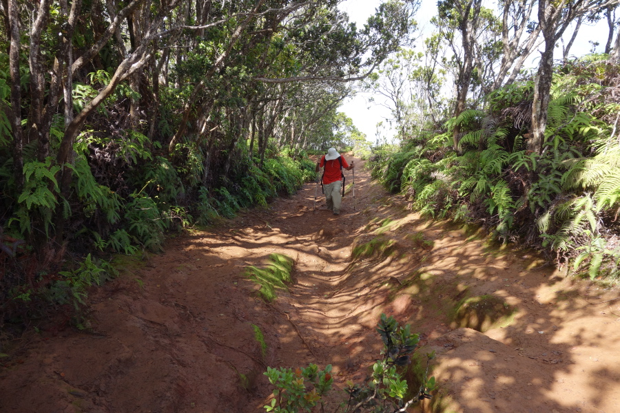 The trail is lined with ferns.