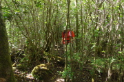 While the trail is sometimes hard to spot, an occasional pink ribbon wrapped around a branch guides the way.