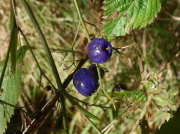 Dianella sandwicensis fruit