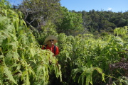 As we worked our way down the ridge we found ourselves pushing through overgrowth.