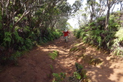 The trail is lined with ferns.