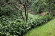 Plumeria obtusa (Singapore Plumeria) in the wettest area
