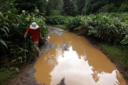 We skirt another mud bog near a grove of Plumeria obtusa (Singapore Plumeria).