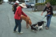 Kumba meets some little dogs.