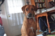 Kumba looks directly into the camera.
