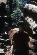 Bill at the Wawona Grove
