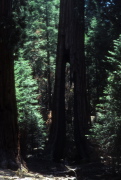 Clothespin Tree at Wawona Grove