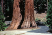 Giant sequoia