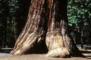Giant sequoia