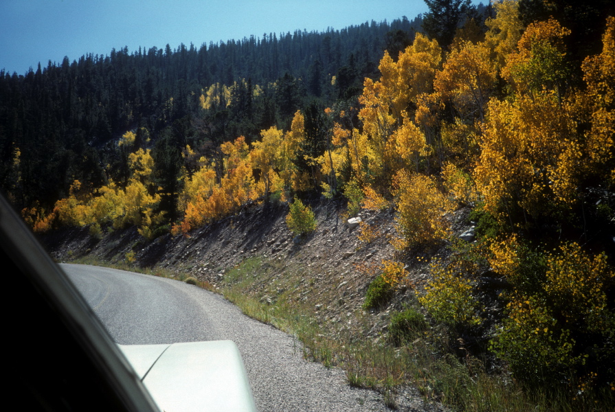 Aspens alongside Wheeler Peak Scenic Drive