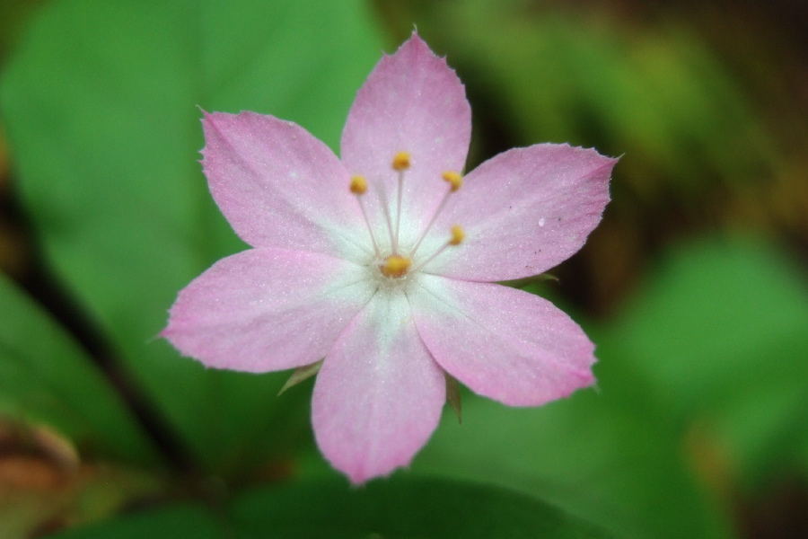 Unidentified Wildflower 5