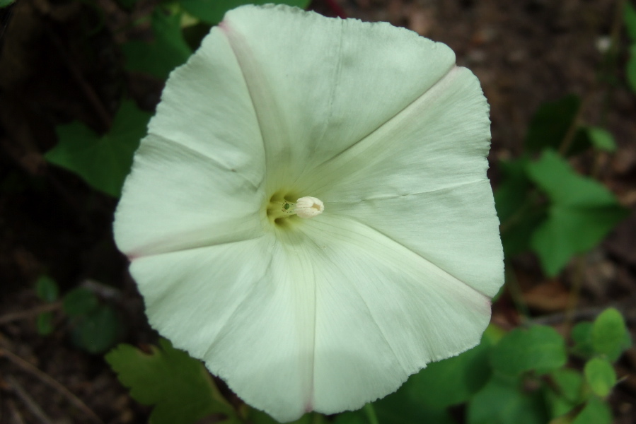 White Morning Glory