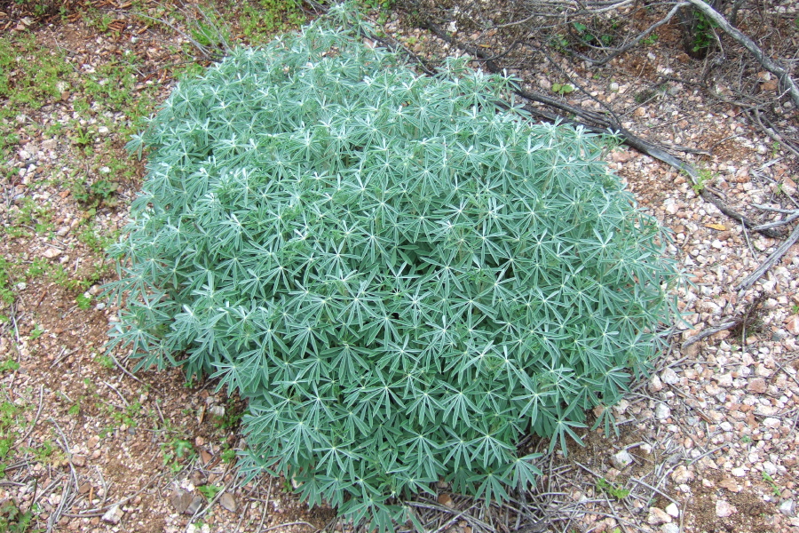 Interesting plant