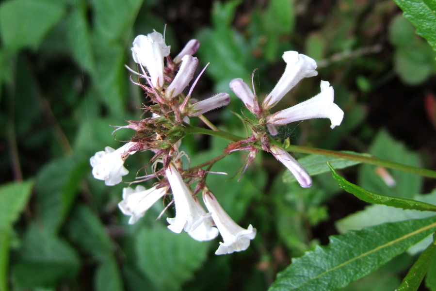 White Monkeyflower