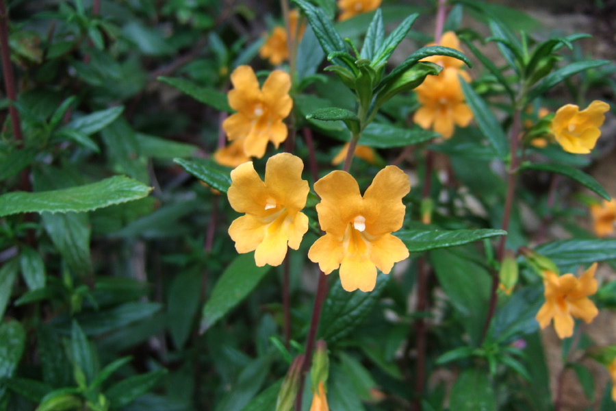 Orange Monkeyflower