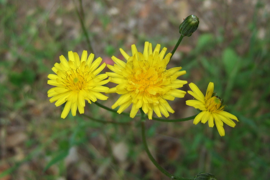 Wild Dandelion