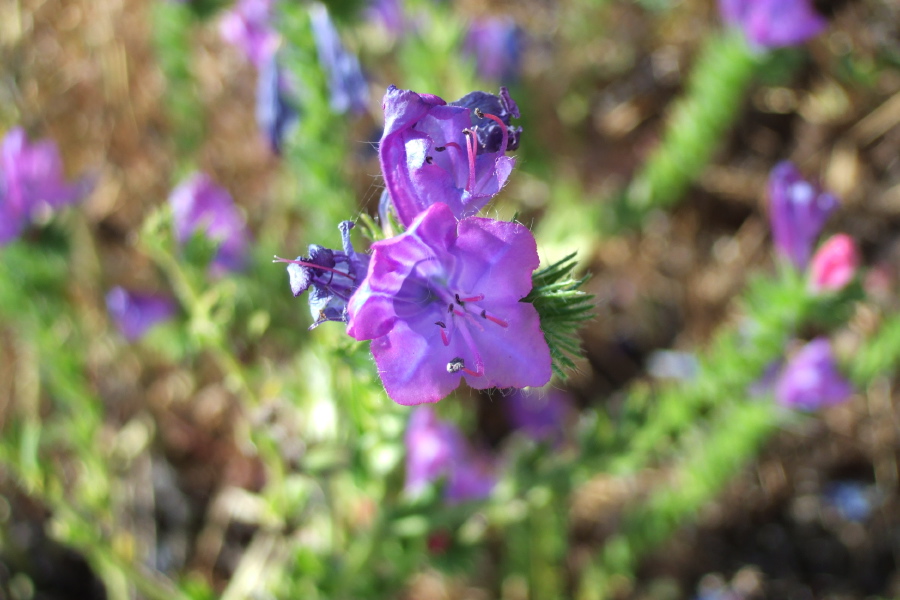 Purple Monkeyflower