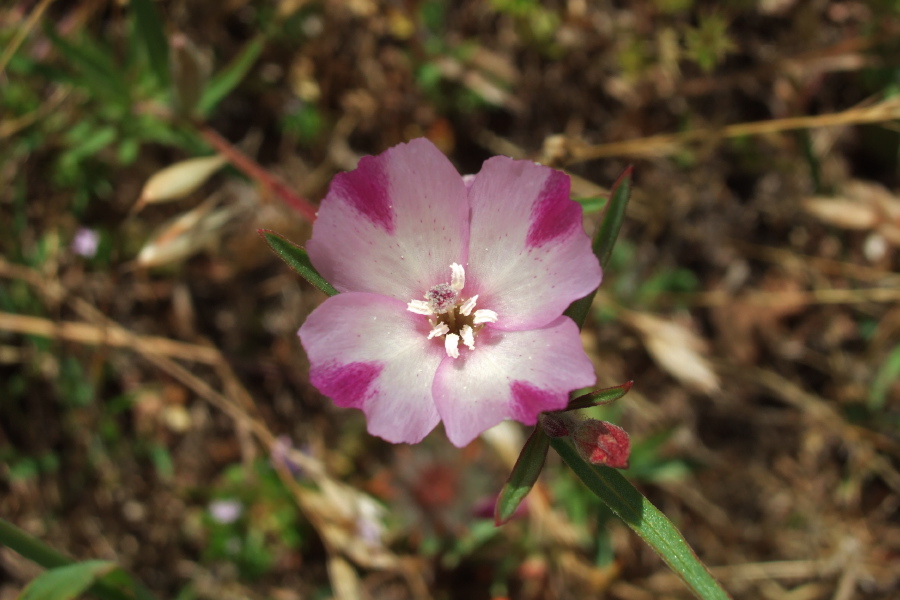 Unidentified Wildflower 10