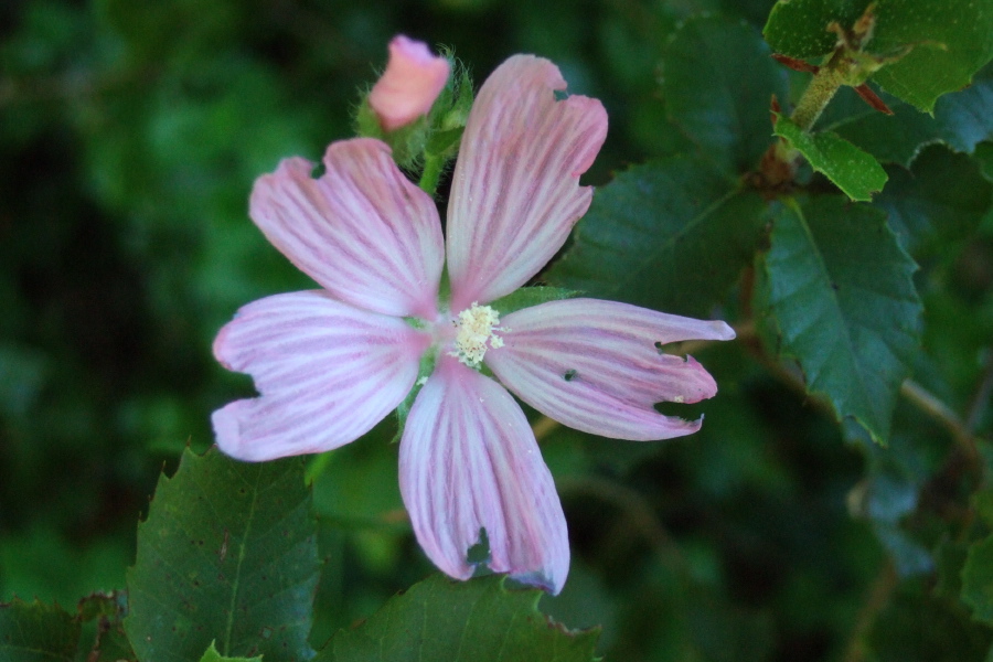 Large-Flowered Linanthus