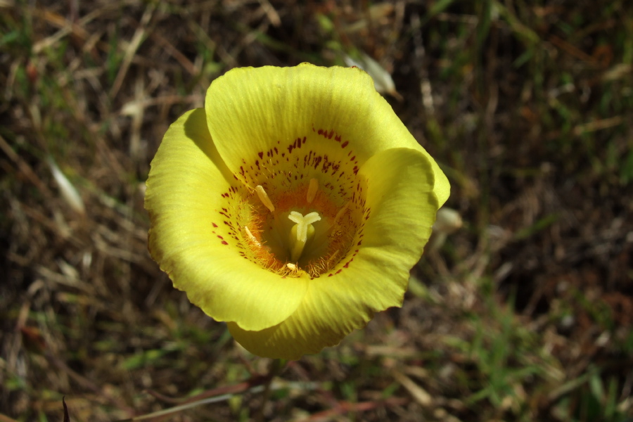 Yellow Mariposa Lily