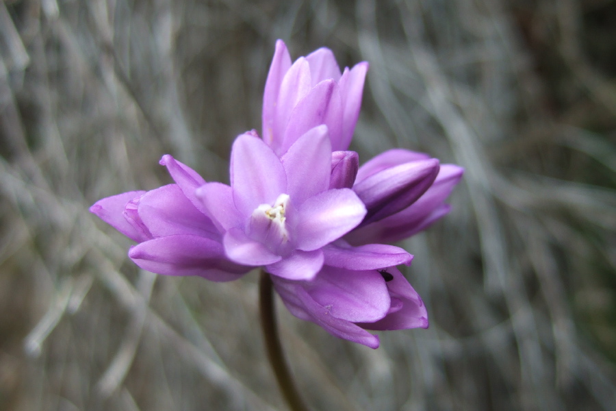 Unidentified Flower 3