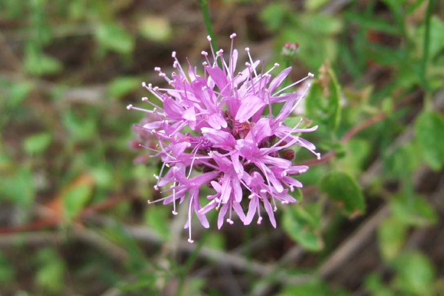 Siskiyou Monardella