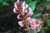 Unidentified Wildflower 1