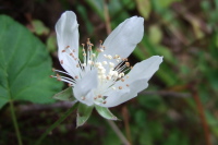 Unidentified Wildflower 4
