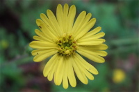 Yellow Daisy