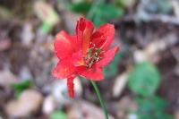 Previous