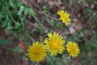Previous