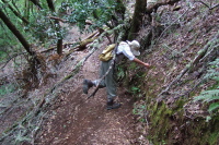 Previous