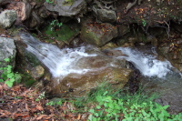 Los Trancos Creek at The Bench
